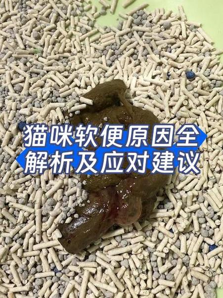 猫猫便便软,会不会死,猫咪拉软便会死吗