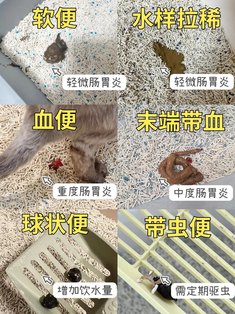 猫咪一直拉软便会死吗