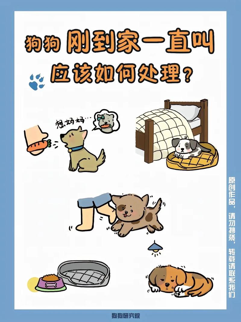 小狗刚到家一直叫怎么办怎么安慰它