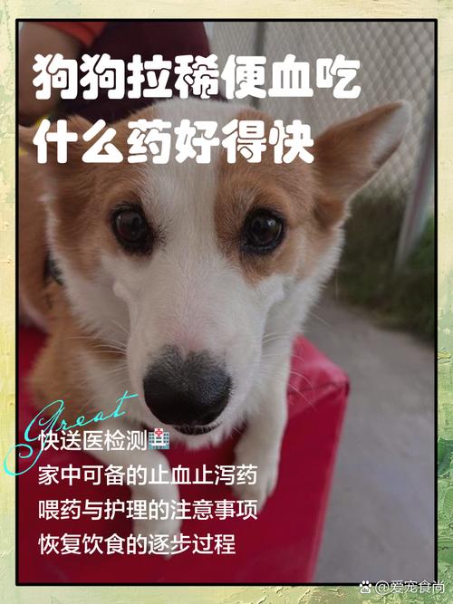 狗狗拉肚子带血怎么办,吃什么好?