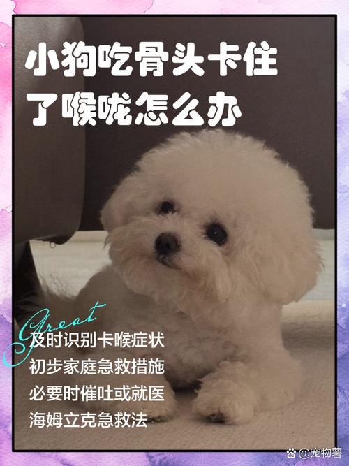 狗狗吃东西卡住了怎么办