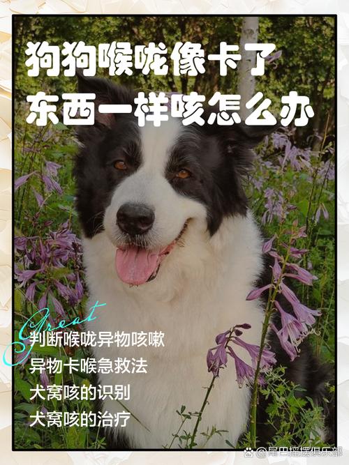 狗喉咙里像卡了东西一样怎么解决