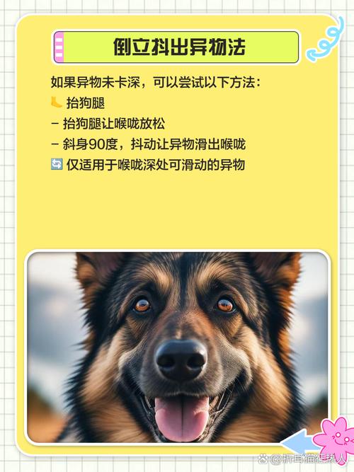 狗狗如果吃东西卡住了怎么办