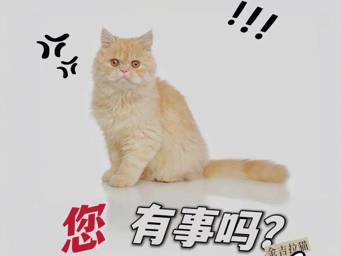 猫咪量体温用什么