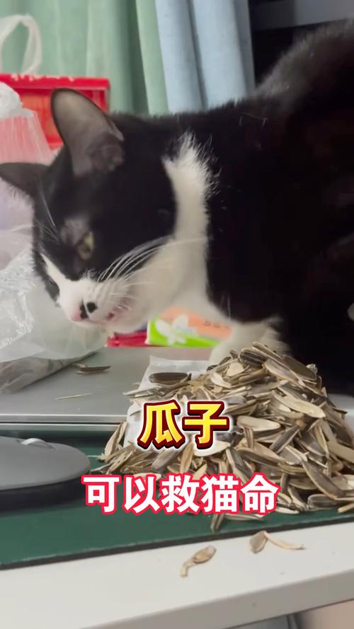 猫能吃瓜子吗?