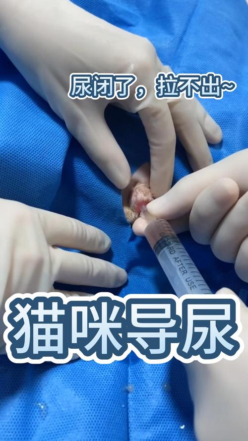 猫咪突然小便失禁