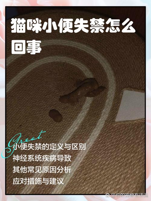 猫咪绝育后尿失禁该怎么办?