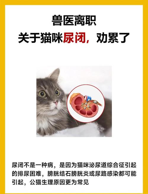猫咪受到惊吓后导致大小便失禁,该怎么办?