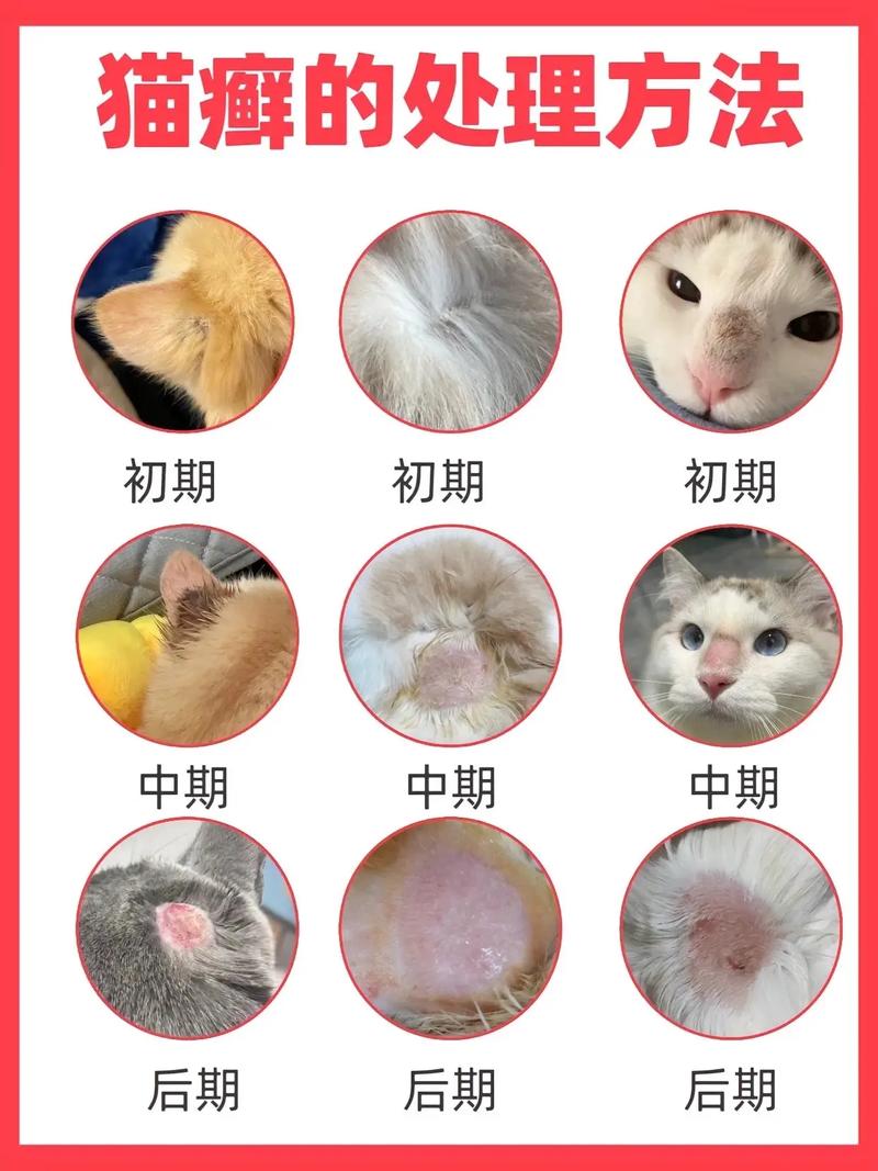 有猫藓的猫可以洗澡吗