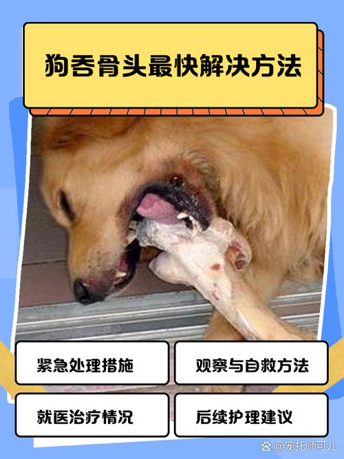 狗吞了骨头怎么办