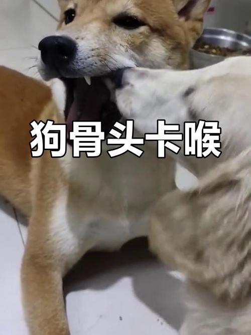 我家狗狗4月龄,误吞一个蛮大的骨头,还能吃饭,也没有异状,不过我很担心...