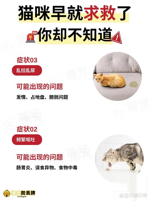 猫咪身体不舒服有什么表现?