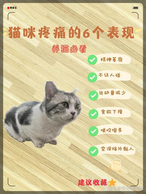 猫咪出现哪些表现,可能是身体不舒服或者生病了?