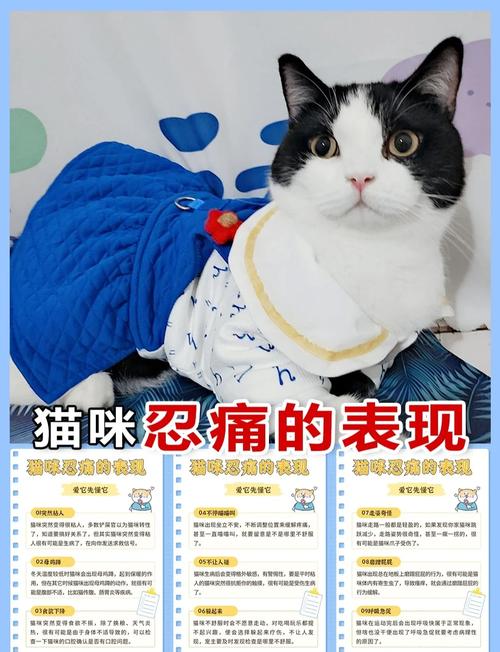 猫咪什么坐姿代表生病