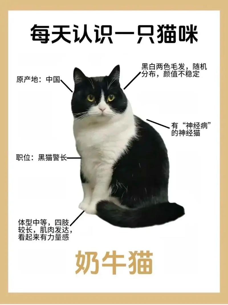 牛奶猫咪多少钱一只