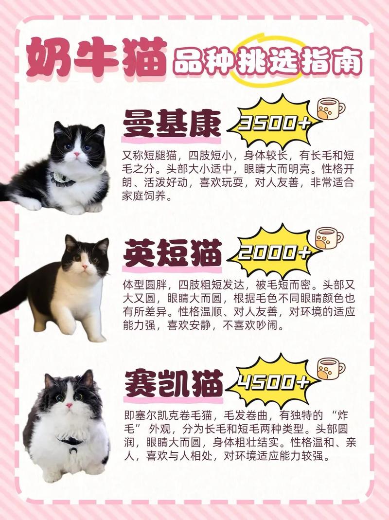 普通布偶猫多少钱一只幼崽,纯种费用至少8千起