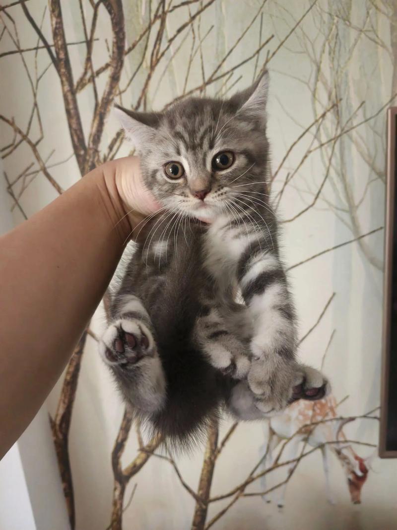 美短标斑猫配种后到生产需要多少天,标斑幼崽多少钱一只?