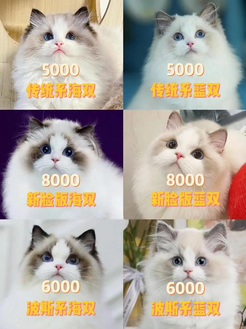 一只普通的小猫崽一般多少钱?