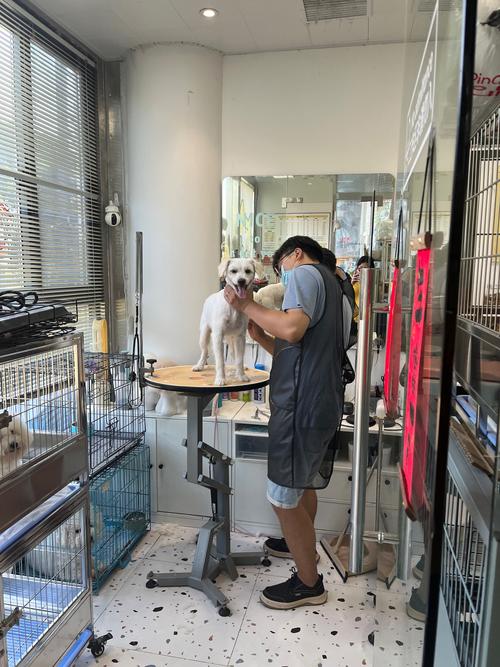 狗狗多大可以去宠物店洗澡