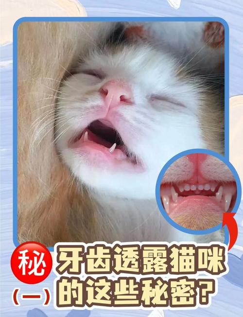 猫咪需要用磨牙棒吗?为什么?