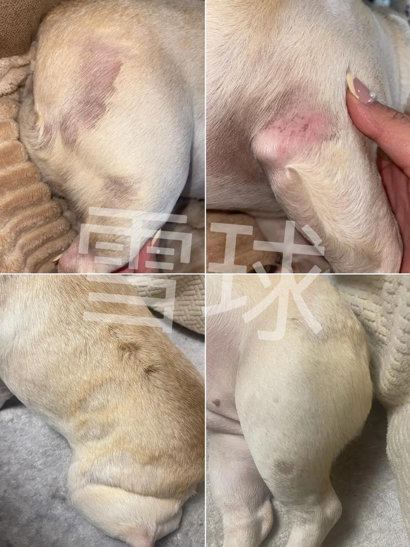 狗狗身上有臭味要警惕