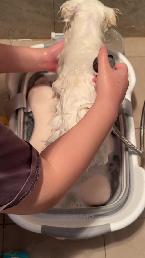 狗狗洗完澡身上腥臭味很重