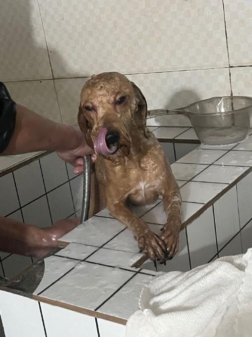 老狗狗身上发出刺鼻的味道?