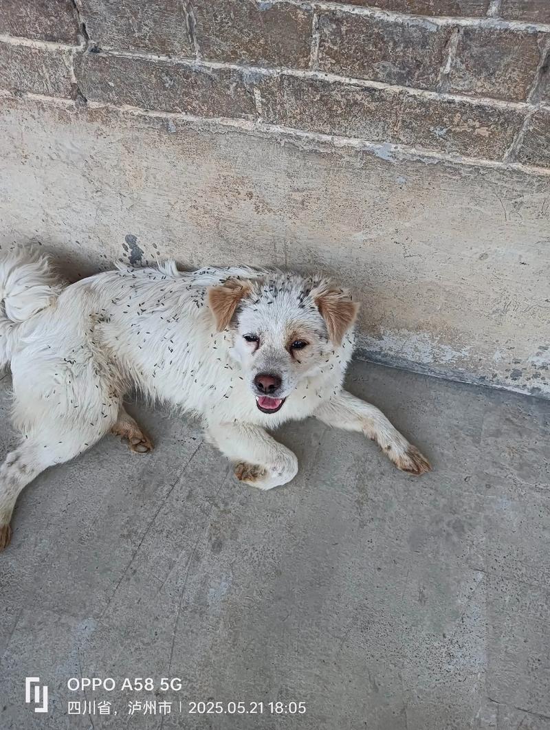 狗狗为什么会有体臭