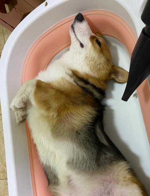 狗狗皮肤病怎么洗澡