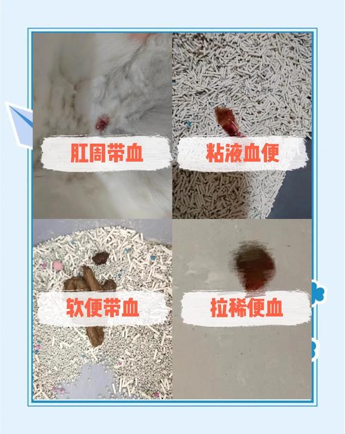 猫咪便血能自愈吗?