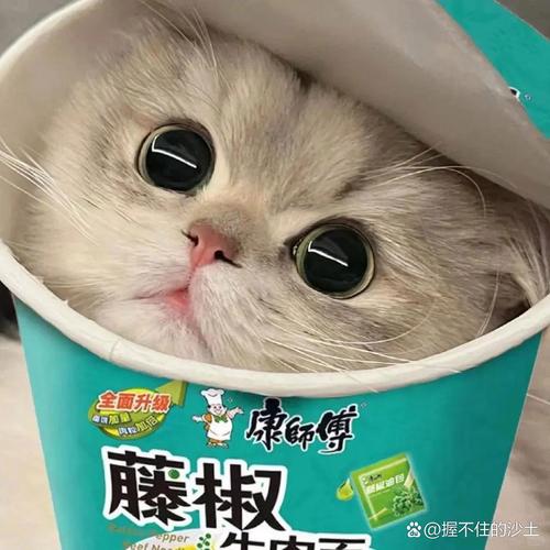 猫咪可以吃方便面吗?