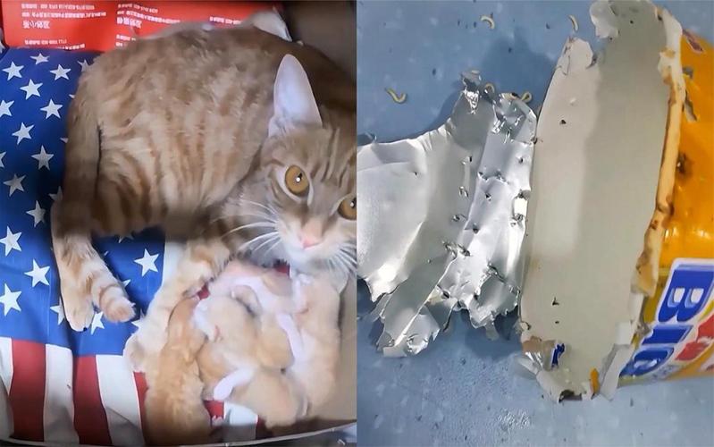 母猫被封公司,独自产崽啃方便面求生!猫崽是如何活下来的?