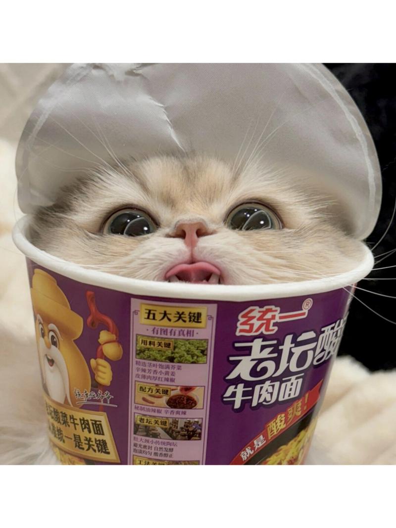 猫能不能吃泡面