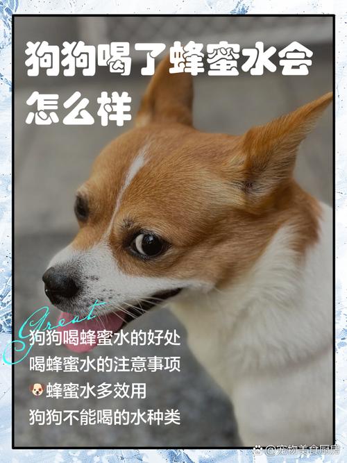 狗狗吃了蜂蜜水为什么死了