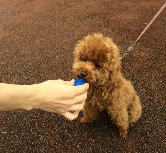 狗狗可以喝蜂蜜水吗?