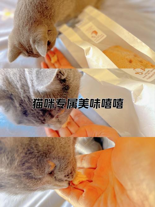猫有没有吃红枣的可能性