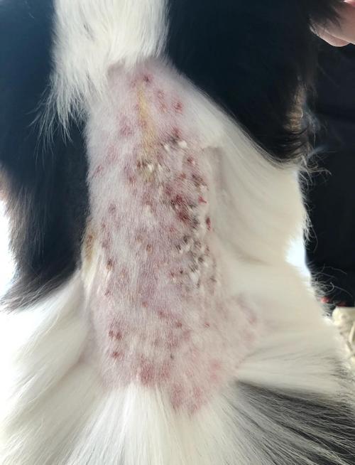 边境牧羊犬湿疹怎么治