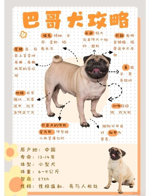 前十最霸气的狗名字