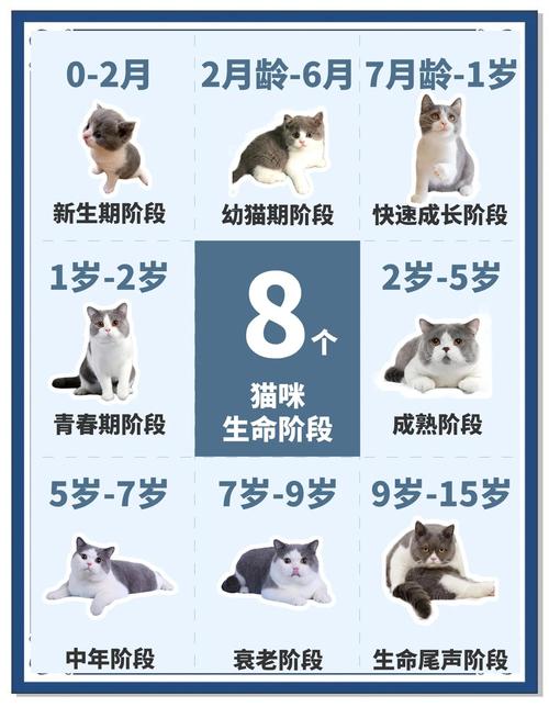 猫咪几个月算成年啊?