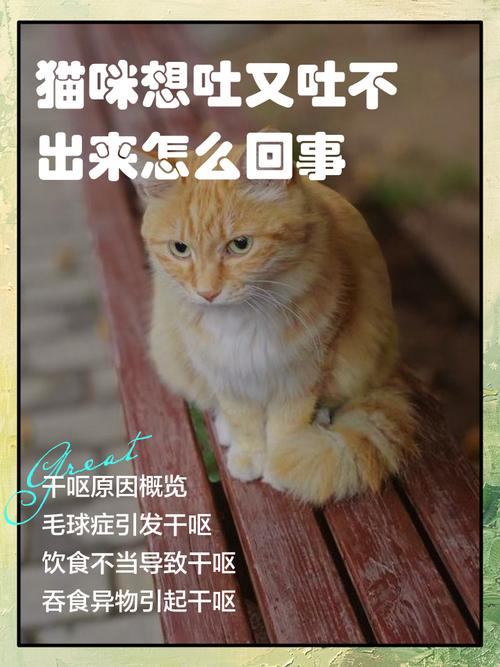 猫猫为什么会一直干呕呢?