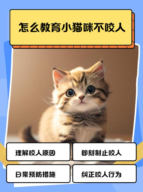 猫咪经常咬人,主人该怎么办呢?