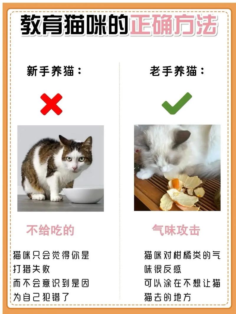怎么训练猫不咬人