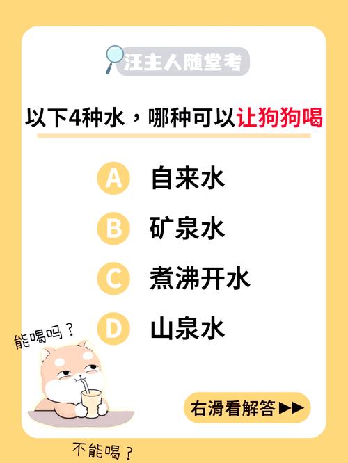 狗狗可以喝哪些“水”?这4种很合适!