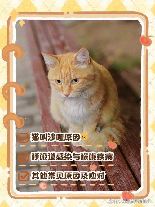 猫咪叫声沙哑而且很小,什么情况?