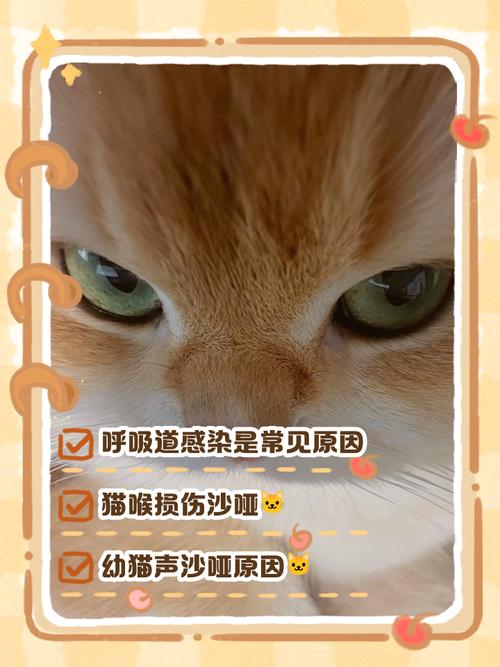 小猫咪叫声沙哑而且很小