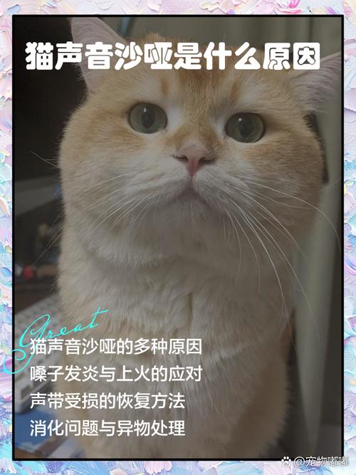 小猫叫声很小很沙哑是什么原因?