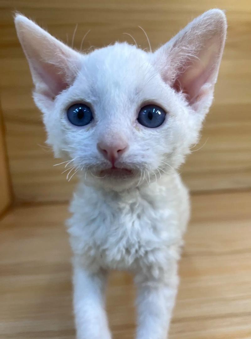 德文卷毛猫为什么一直流眼泪