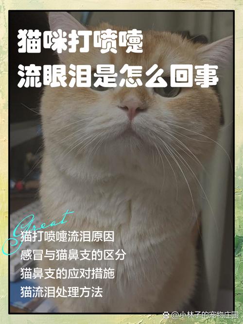 猫咪一个眼睛老是流眼泪是为什么?