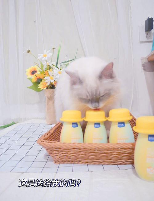 猫咪是可以喝酸奶的吗