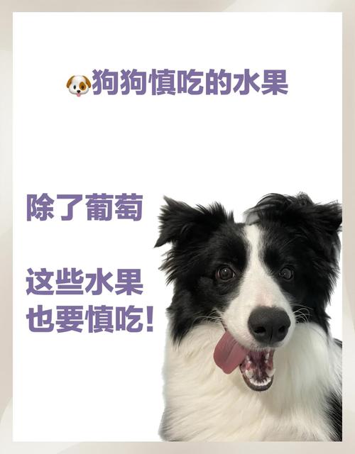狗狗能喝橙汁吗
